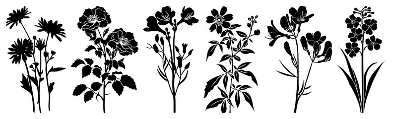 PNG Aster silhouette art illustration, transparent background