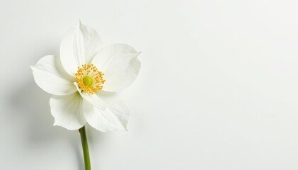 Delicate white flower blossom against pure white backdrop, artwork, flower