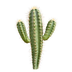 Naklejka premium Close-up of a desert cactus with spiny, light green stems and cream-colored tips