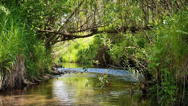 Rzeka Sufraganiec w Kielcach &ndash; dziki, zielony krajobraz z wijącym się strumieniem wśr&oacute;d drzew i krzew&oacute;w