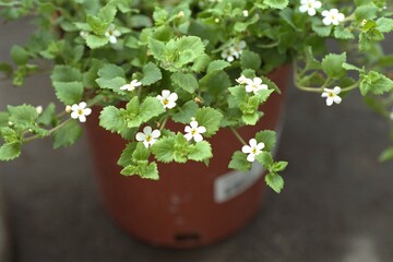 Chaenostoma cordatum (Sutera cordata) - Snowstorm Bacopa
