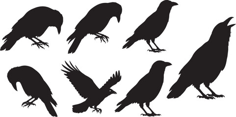 Flying crow bird silhouette vector illustration