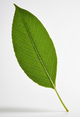 Fresh green leaf on a white background, perfect for nature and botanical themes.