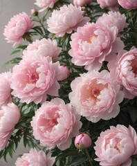 Fototapeta premium Soft pink peonies in full bloom, elegant floral backdrop, blossom, petals, delicate