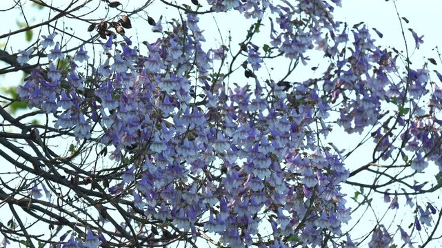 Jacaranda mimosifolia tree with beautiful purple flowers blooming in the sun, swaying in the wind