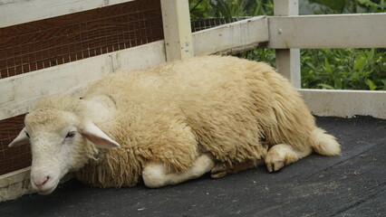 A SHEEP IS SITTING IN A CAGE IN THE AFTERNOON
