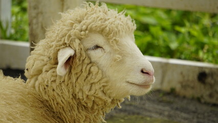 APPEARANCE OF AN IVORY WHITE SHEEP'S HEAD IN THE CAGE
