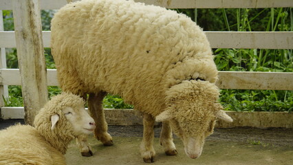 THE APPEARANCE OF TWO SHEEP WHERE ONE IS SITTING AND THE OTHER IS STANDING
