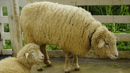 THE APPEARANCE OF TWO SHEEP WHERE ONE IS SITTING AND THE OTHER IS STANDING
