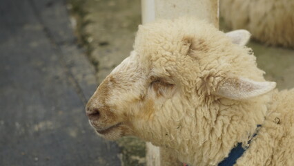 PICTURE OF A WHITE CALF FACE IN A SHEEP PEN
