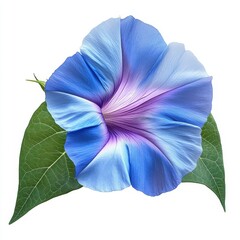 Vivid blue morning glory flower unfurls beside textured green leaves on a white background