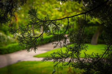 acuático, árbol, naturaleza, paisaje, bosque, verde, primavera, verano, follaje, naturaleza,...