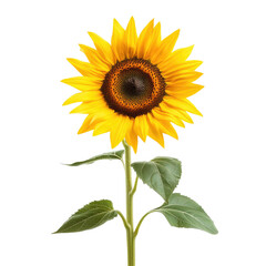 Obraz premium A vibrant sunflower with its bright yellow petals, dark brown center, and green leaves, standing tall on a slender stem