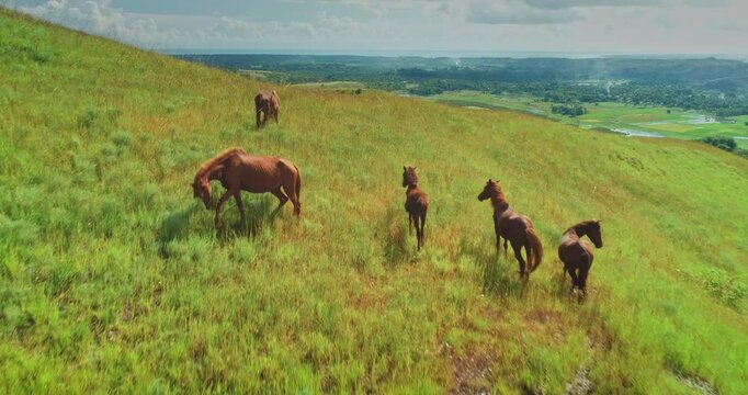Wild horses grazing peacefully on lush green hills. Enjoying the breathtaking view of the surrounding landscape in Sumba Island. Indonesia. Creating a picturesque scene of freedom and natural beauty