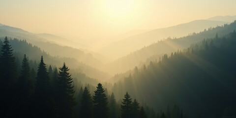 Obraz premium a panoramic view of a pine forest valley in early morning fog