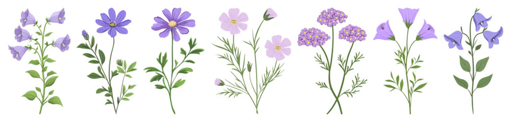PNG A wildflower clip art illustration design plant, transparent background