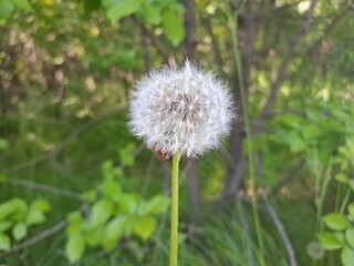 Fototapeta premium dandelion in the grass