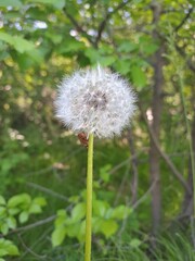 dandelion on a green background vertical