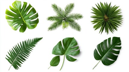 Tropical Leaf Collage Six Lush Greenery Varieties, Overhead Composition, White Background, Flatlay, Nature tropical plants, foliage