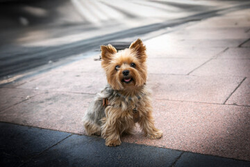 perro, yorkshire, cachorro, yorkshire terrier, cuca, mascota, animal, canino, miniatura, retrato, pelaje, mamífero, adorable, cabello, purasangre, domestica
