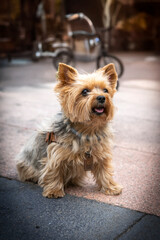 perro, yorkshire, cachorro, yorkshire terrier, cuca, mascota, animal, canino, miniatura, retrato, pelaje, mamífero, adorable, cabello, purasangre, domestica