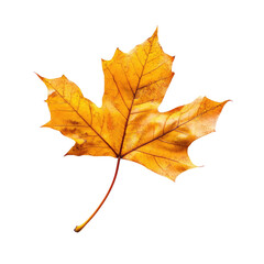 A single, vibrant yellow-orange maple leaf, isolated on a black background