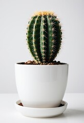 Vibrant cactus in a white pot, perfect for home decor and minimalist spaces.