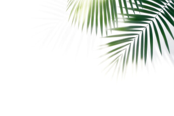 Fototapeta premium Palm leaves leaf shadow on white background. Natural palm branch shadow on transparent background. Tropical palm leaves shadow overlay effect. PNG file, ideal for summer spring design elements