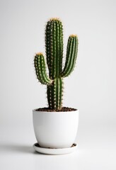 Vibrant cactus in a white pot, perfect for home decor and minimalist spaces.