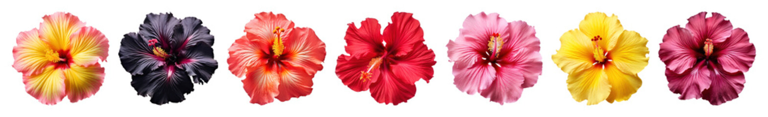 PNG Vibrant tropical hibiscus blossoms transparent background.