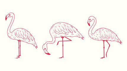 Set of hand-drawn pink flamingos. Vector illustration of exotic tropical birds. Perfect for summer prints, travel design, packaging, and decor.