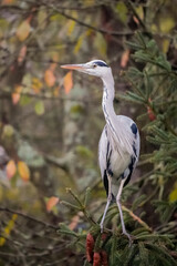 Fototapeta premium Grey heron (Ardea cinerea) standing on a spruce tree branch and rising the head to the left side, North Rhine-Westphalia, Germany