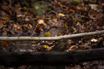 Grey wagtail (Motacilla cinerea) jumping of a tree trunk and showing off its bright yellow back side, North Rhine-Westphalia, Germany