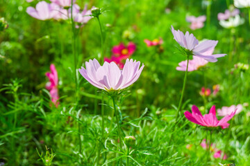 Fototapeta premium Beautiful cosmos flowers in garden,spring season with pink cosmos flowers blooming in park,picture for background concept.