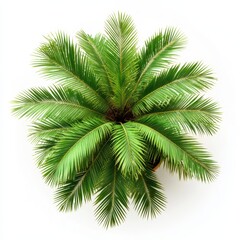 Aerial Perspective of a Lush Green Palm Tree in a Pot Against a Clean White Backdrop