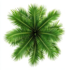 Bird's Eye View of a Potted Palm Tree Against a Crisp White Backdrop