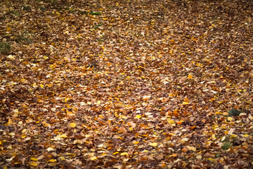 Close up of background full of orange autumn leafs making a natural pattern