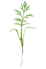 Dill plant with roots and leaves isolated on transparent background.