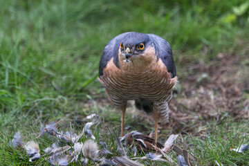 A male Eurasian sparrowhawk stands on a lawn over its recent kill, surrounded by feathers 