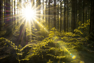 Golden sunlight streams through the tall trees of a dense forest, illuminating vibrant green ferns on the forest floor 