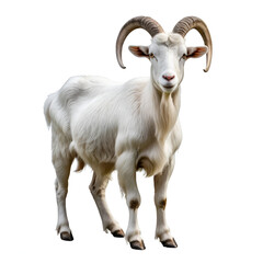 Fototapeta premium Majestic white goat standing isolated transparent background farm animal