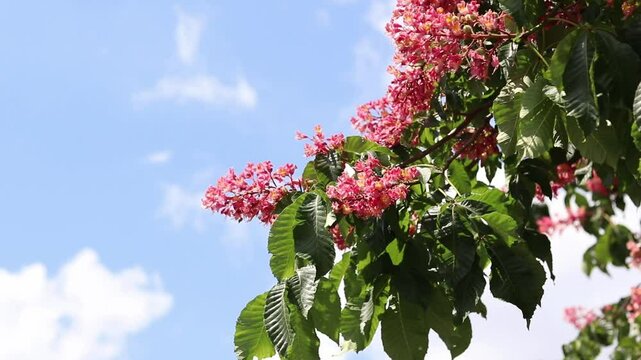 Red flowers with selective focus. Red horse-chestnut (Aesculus &times; carnea), a hybrid of two species of horse-chestnut. Close-up of chestnut blossom. Chestnut flowers among green leaves, wind