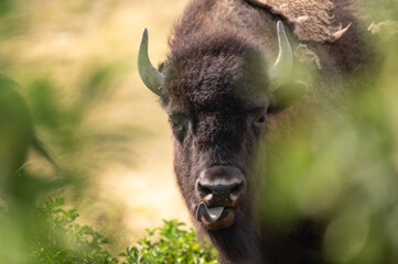 Close-Up Portrait of a Bison Staring at Camera with Tongue Out &mdash; American Plains Wildlife, Strong Facial Expression, Rustic Natural Scene