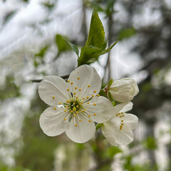 Cherry blossom