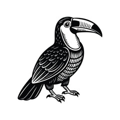 Keel-billed Toucan vector illustration © LitonKumar