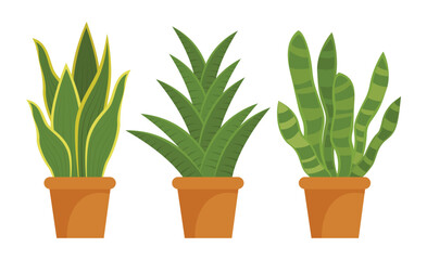 Set Hand drawn houseplant collection