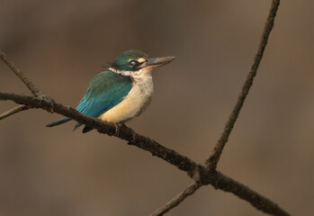 Obraz premium Collared kingfisher with nictitating membrane closed at Sundarban tiger reserve, India