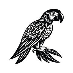 macaw vector  illustration
