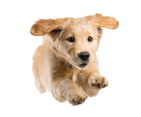 Energetic puppy jumping in excitement during playtime session on a transparent background, cut out