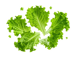 Obraz premium green lettuce salad leaves in radial burst pattern isolated on white background 